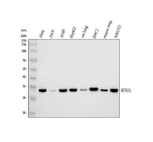 a05268 1 rps3a primary antibodies wb testing 1_1
