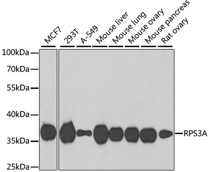 a05268 rps3a primary antiboties wb testing 1