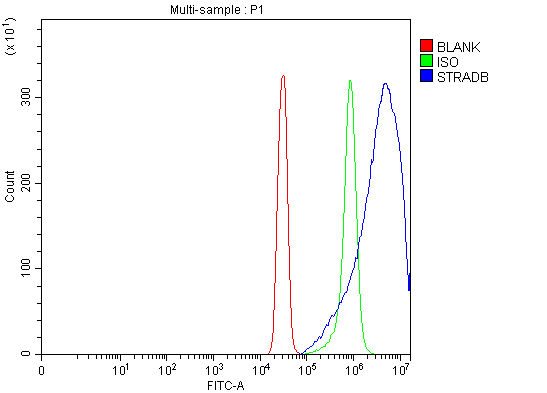  Flow Cytometry analysis of SiHa cells using anti-STRADB antibody (A05271-2)