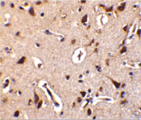 a05271 stradb primary antibodies ihc testing 2