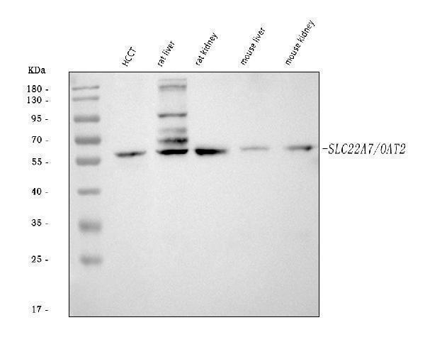  Western blot analysis of OAT2/SLC22A7 using anti-OAT2/SLC22A7 antibody (A05273-2)