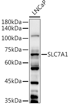 Western blot analysis of extracts of LNCaP cells, using SLC7A1 antibody  at 1:1000 dilution