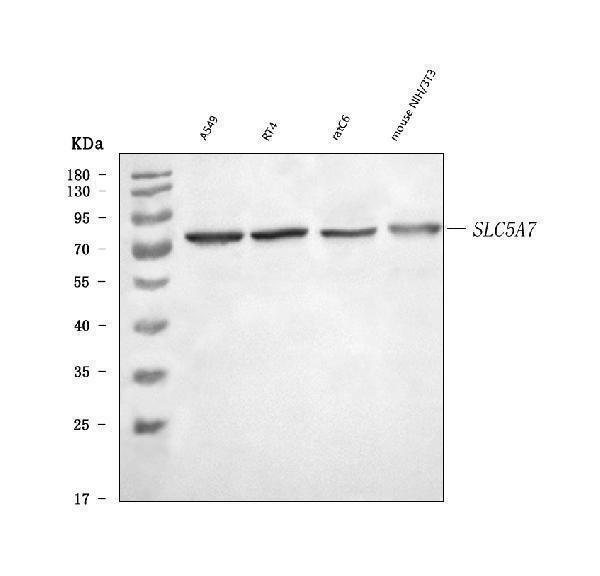 a05277 1 slc5a7 primary antibodies wb testing 1