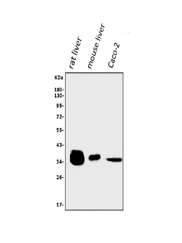  Western blot analysis of AKR1D1 using anti-AKR1D1 antibody (A05278-2)