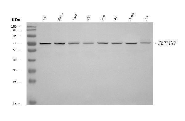  Western blot analysis of MSF/SEPTIN9 using anti-MSF/SEPTIN9 antibody (A05279-3)