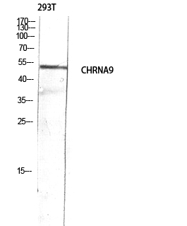 a05280 chrna9 primary antibodies wb testing 1