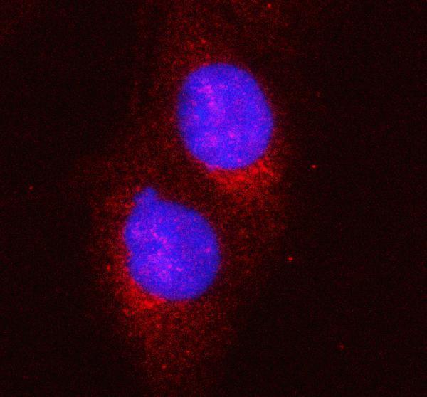  IF analysis of HERC5 using anti-HERC5 antibody (A05285-2)