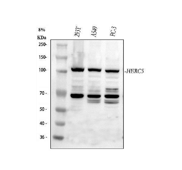  Western blot analysis of HERC5 using anti-HERC5 antibody (A05285-2)