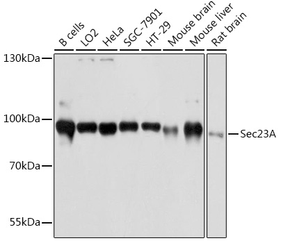 a05287 sec23a primary antiboties wb testing 1