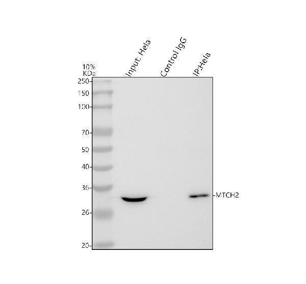 a05288 1 mtch2 primary antibodies ip testing 6