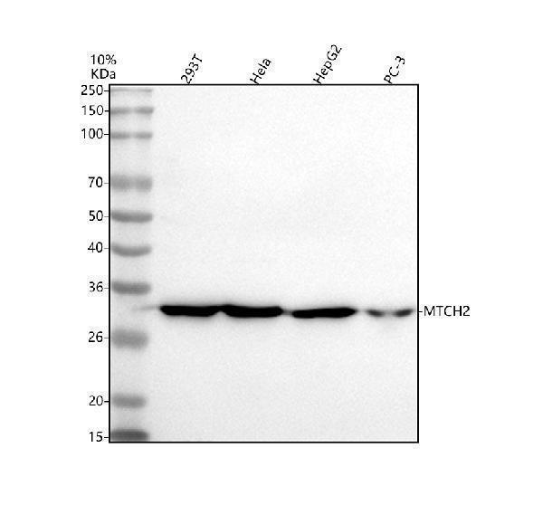  Western blot analysis of MTCH2 using anti-MTCH2 antibody (A05288-1)