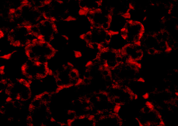 a05288 mtch2 primary antibodies if testing 3