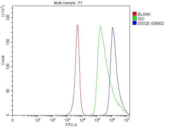 Flow Cytometry analysis of SH-SY5Y cells using anti-DDX20 antibody (A05291-3)