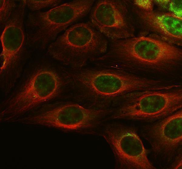 IF analysis of DDX20 using anti-DDX20 antibody (A05291-3) and anti-Alpha Tubulin antibody (M03989-3)