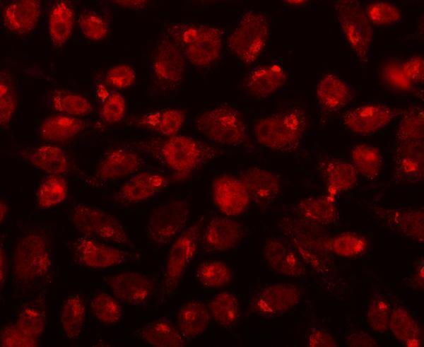 a05292 1 cdk13 primary antibodies if testing 3