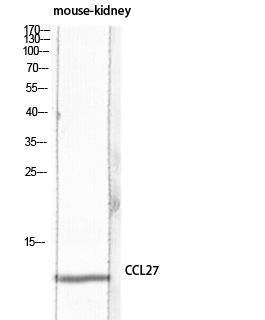 Western blot analysis of mouse-kidney lysis using CCL27 antibody