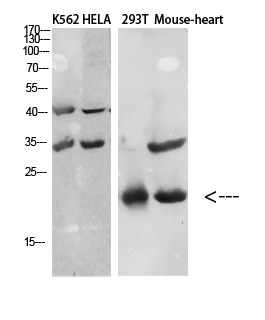 Western Blot analysis of various cells using Antibody diluted at 1:1000