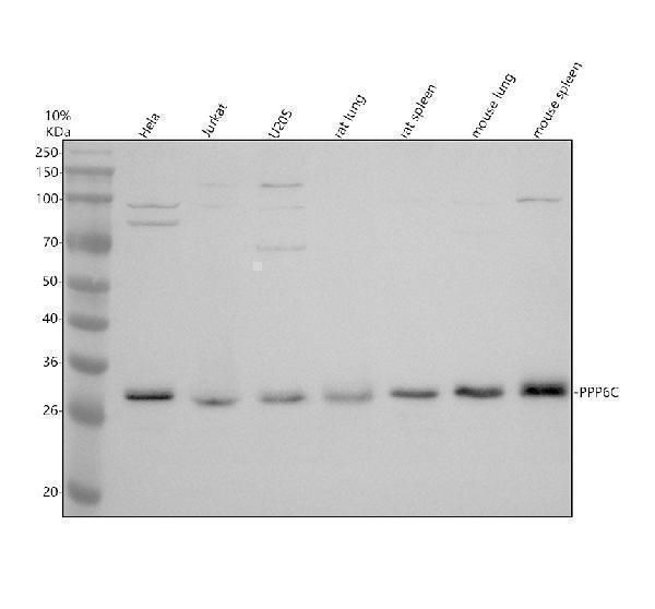 a05295 2 ppp6c primary antibodies wb testing 1
