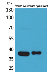 a05296 aldoc primary antibodies wb testing 2