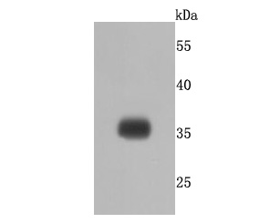 Western blot analysis of delta Sarcoglycan on human lung cells lysates using anti- delta Sarcoglycan antibody at 1/500 dilution
