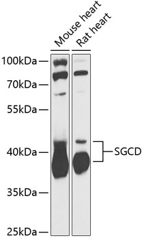 Western blot analysis of extracts of various cell lines, using SGCD antibody