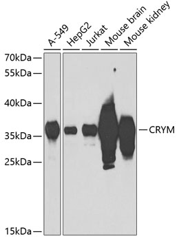 Western blot analysis of extracts of various cell lines, using CRYM antibody  at 1:1000 dilution