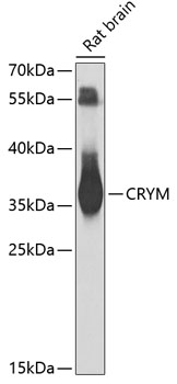 Western blot analysis of extracts of rat brain, using CRYM antibody  at 1:1000 dilution