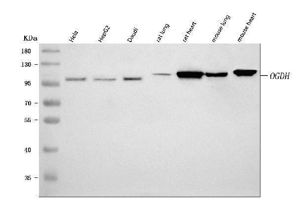  Western blot analysis of OGDH using anti-OGDH antibody (A05301-1)