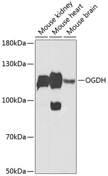 Western blot analysis of extracts of various cell lines, using OGDH Antibody  at 1:1000 dilution