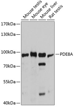 a05304 pde8a primary antiboties wb testing 1