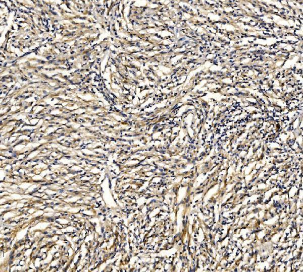 a05305 2 grid2 primary antibodies ihc testing 4