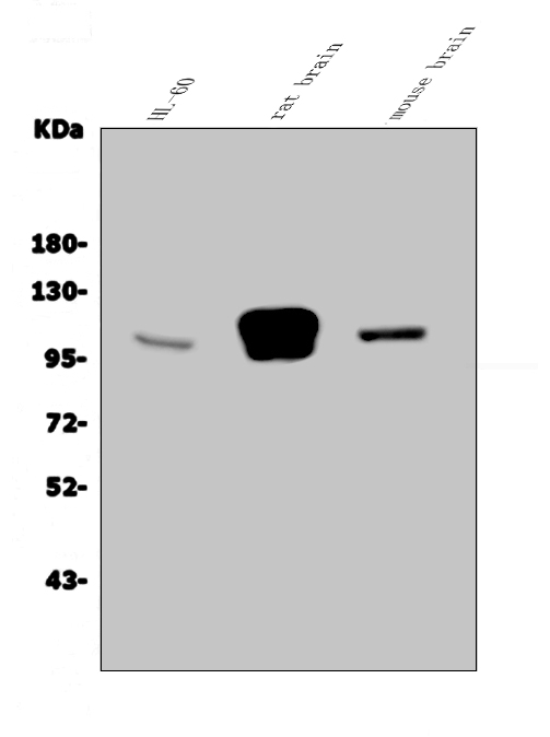 a05305 2 grid2 primary antibodies wb testing 1