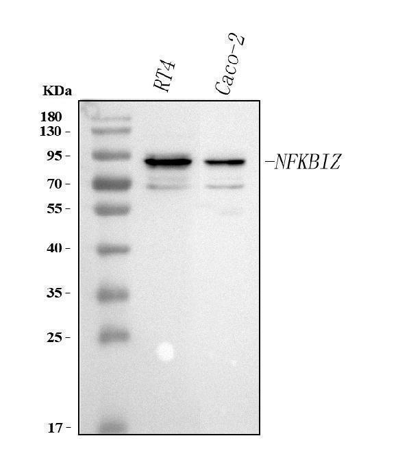 Western blot analysis of NFKBIZ using anti-NFKBIZ antibody (A05312-1)