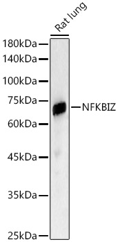 Western blot analysis of Rat lung, using NFKBIZ antibody  at 1:2040 dilution