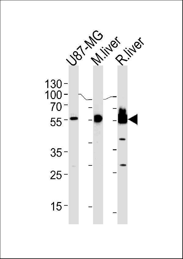 a05313 1 anti hmgcs1 antibody center wb testing 1