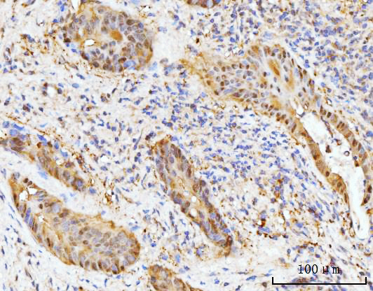 a05313 2 hmgcs1 primary antibodies ihc testing 3
