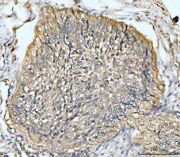 a05313 2 hmgcs1 primary antibodies ihc testing 8