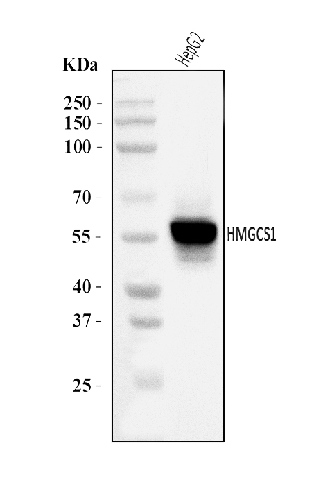 a05313 2 hmgcs1 primary antibodies wb testing 1