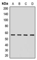 a05313 hmgcs1 primary antiboties wb testing 1