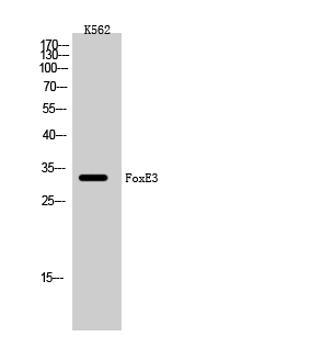 Western Blot analysis of K562 cells using FoxE3 Polyclonal Antibody cells nucleus extracted by Minute TM Cytoplasmic and Nuclear Fractionation kit 