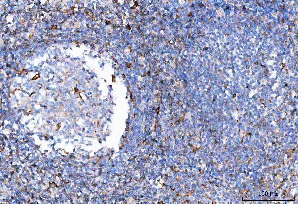  IHC analysis of TCR alpha/TRAC using anti-TCR alpha/TRAC antibody (A05315)