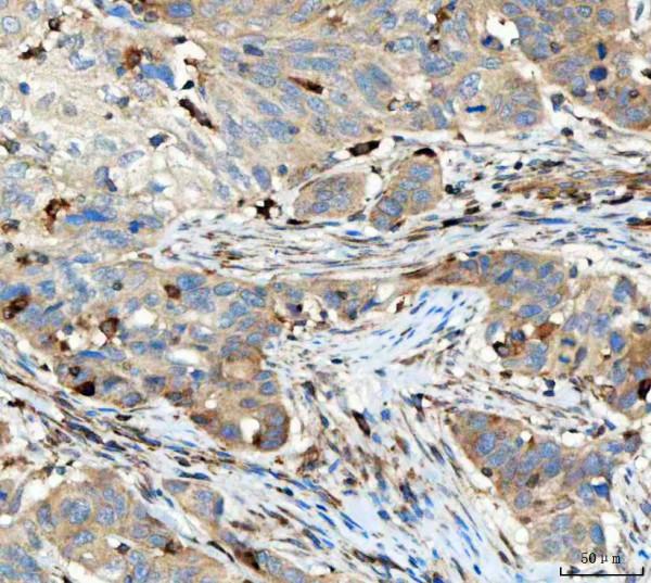 a05315 trac primary antibodies ihc testing 3_1