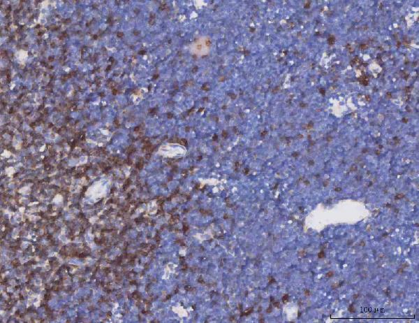 a05315 trac primary antibodies ihc testing 4