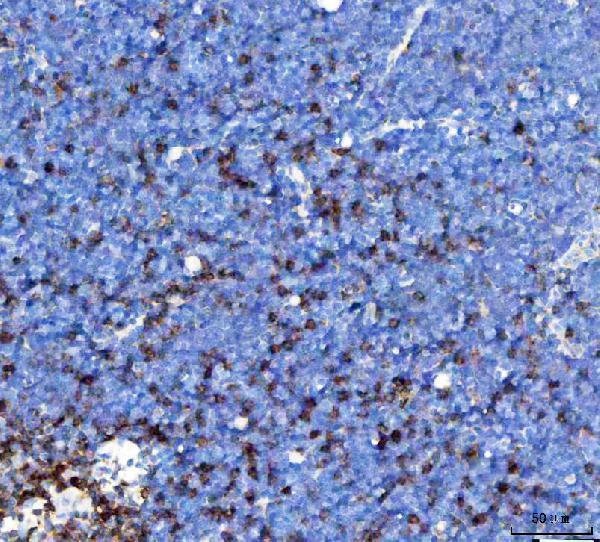 a05315 trac primary antibodies ihc testing 5