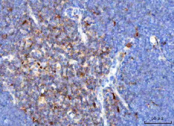 a05315 trac primary antibodies ihc testing 6