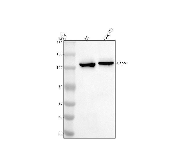 a05316 1 heph primary antibodies wb testing 1