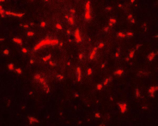 a05319 taf9 primary antibodies if testing 3