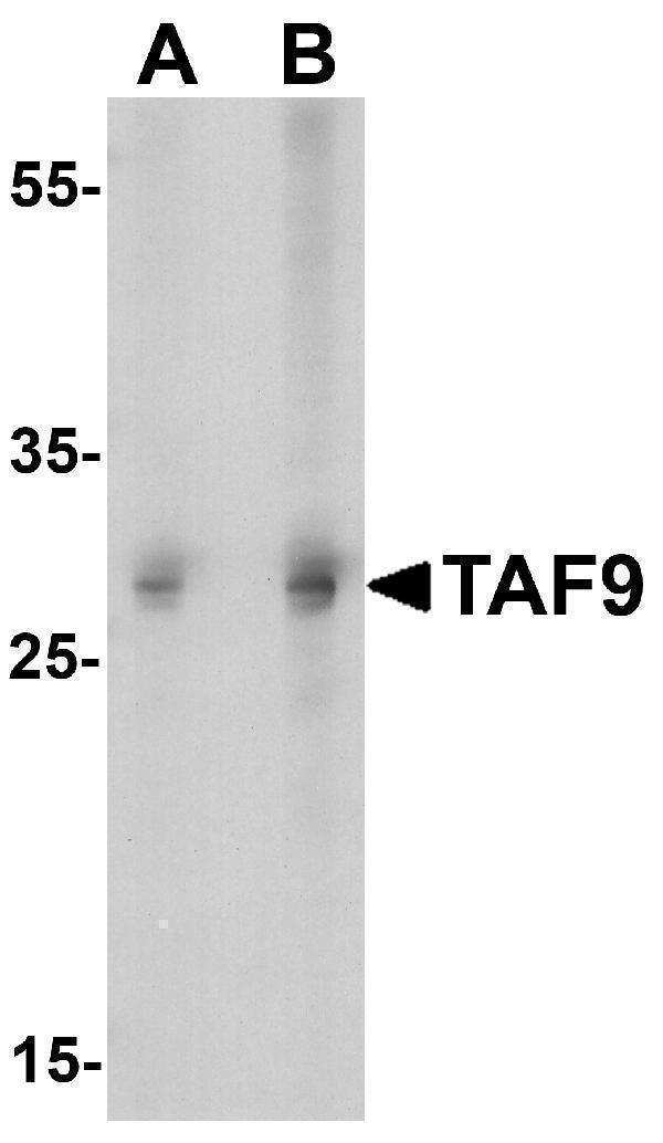 a05319 taf9 primary antibodies wb testing 1