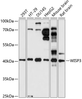 a05320 wisp3 primary antiboties wb testing 1