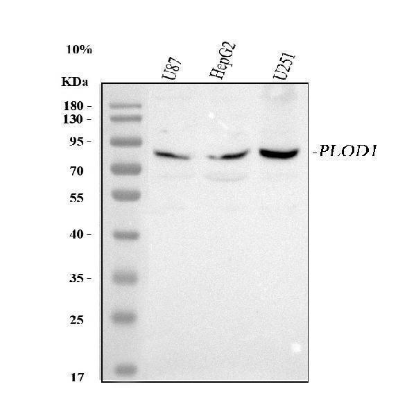  Western blot analysis of PLOD1 using anti-PLOD1 antibody (A05322-1)